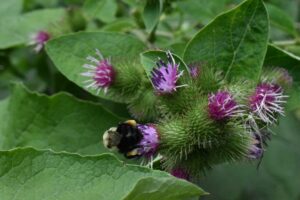 What is Burdock?